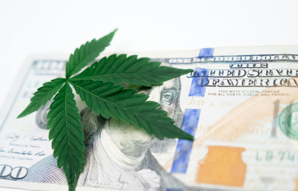 A Cannabis plant on Top of Dollar Bill