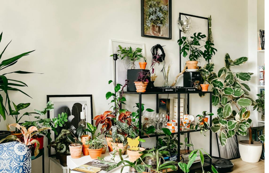 Various houseplants adorning a bright and airy living room