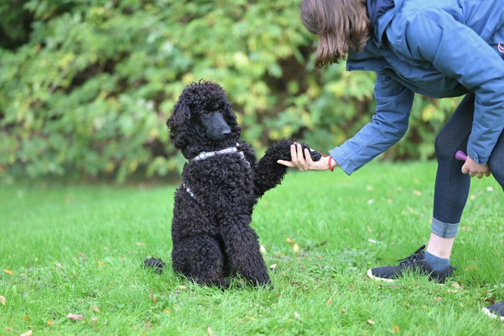 A black poodle dog shakes hands with its owner on a grassy field, showcasing a training moment.