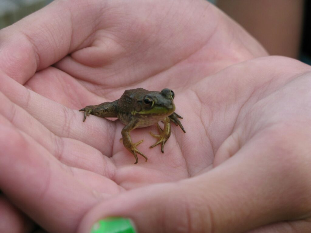a hand holding a frog