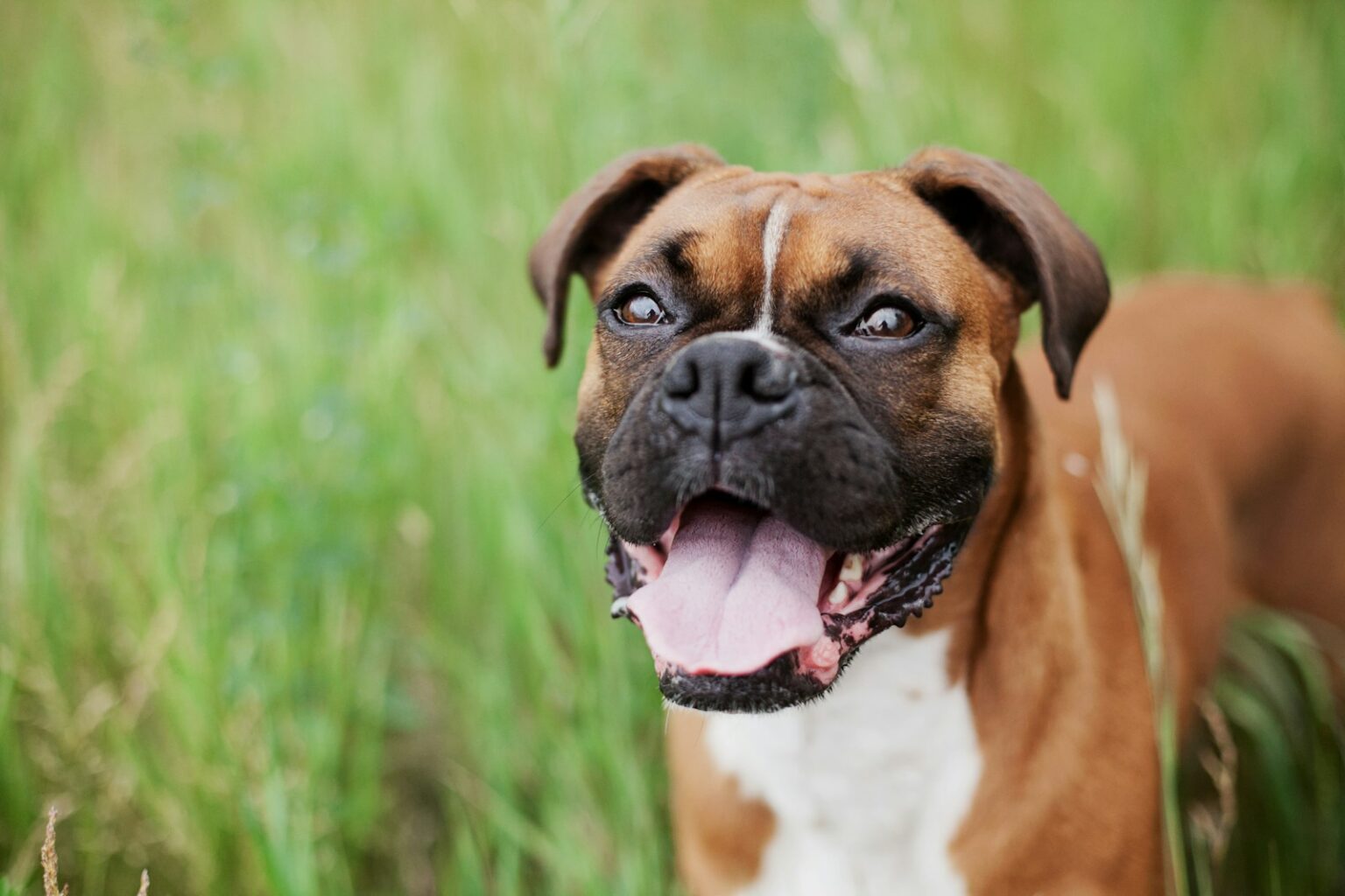 10 Dog Breeds Known for Protective Instincts - Resource Buzz