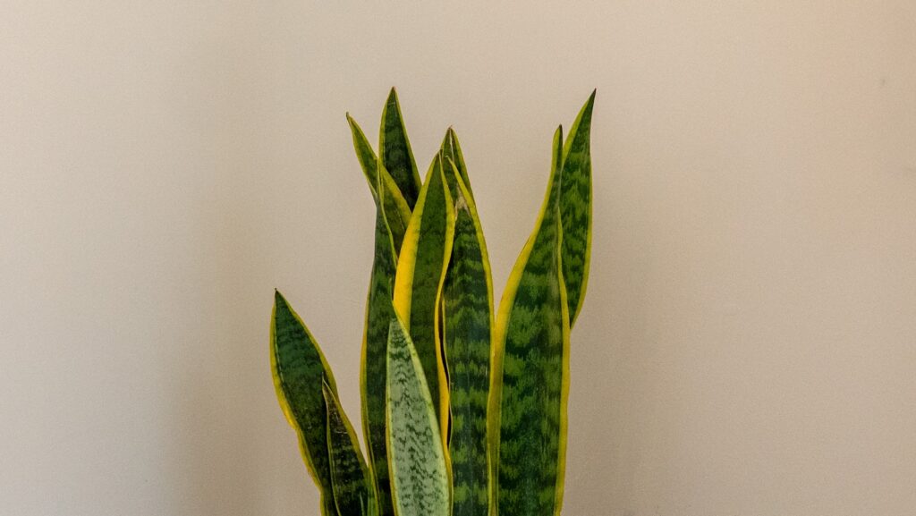 Green snake plant with yellow edges