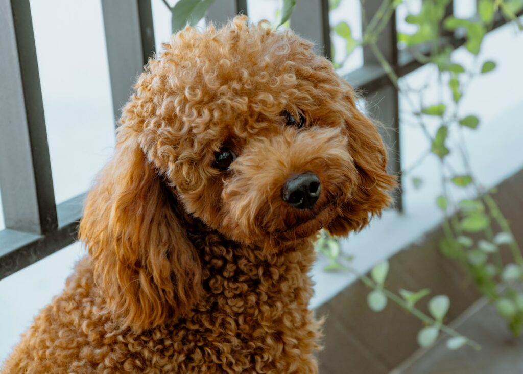 curly long-coated brown dog at the fence