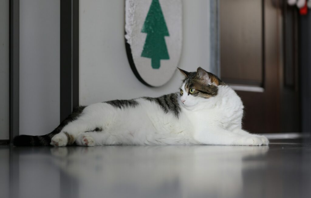 A white and tabby cat rests on a shiny floor.
