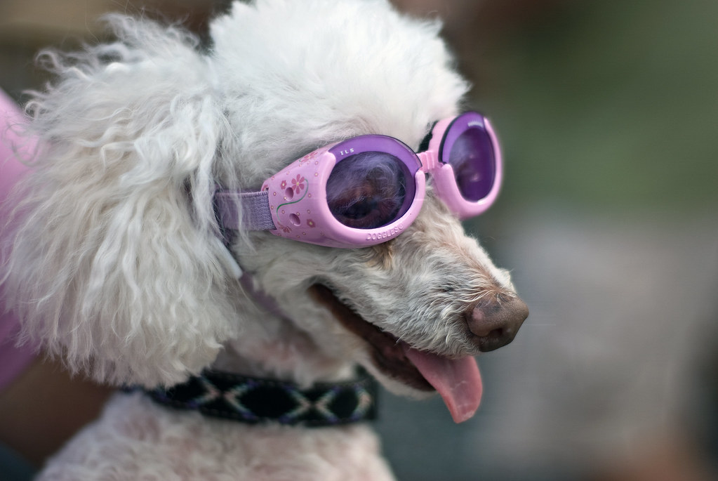 Doggles