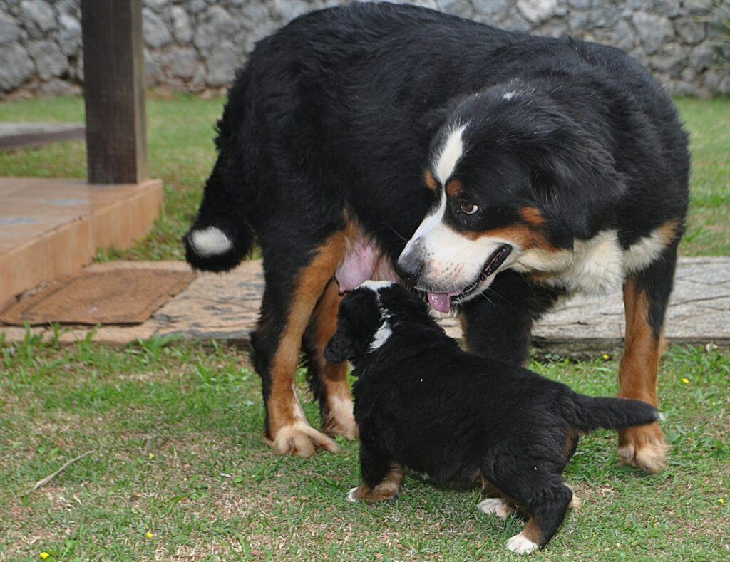 Bernese mountain dog mother with her puppy