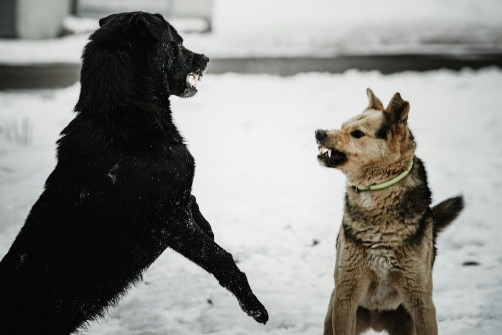 two dogs playing in the snow with each other