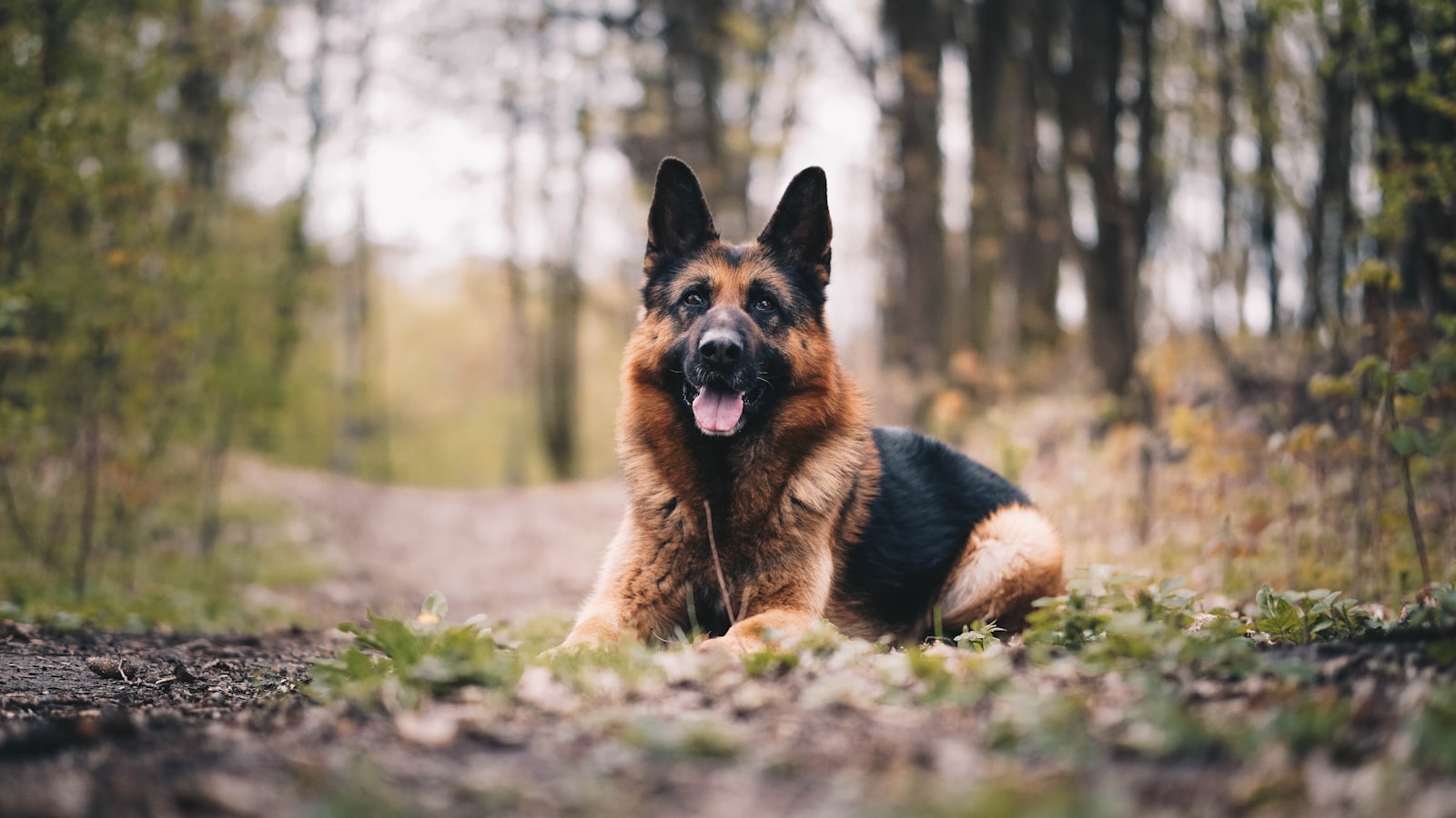 10 Dog Breeds Known for Protective Instincts - Resource Buzz