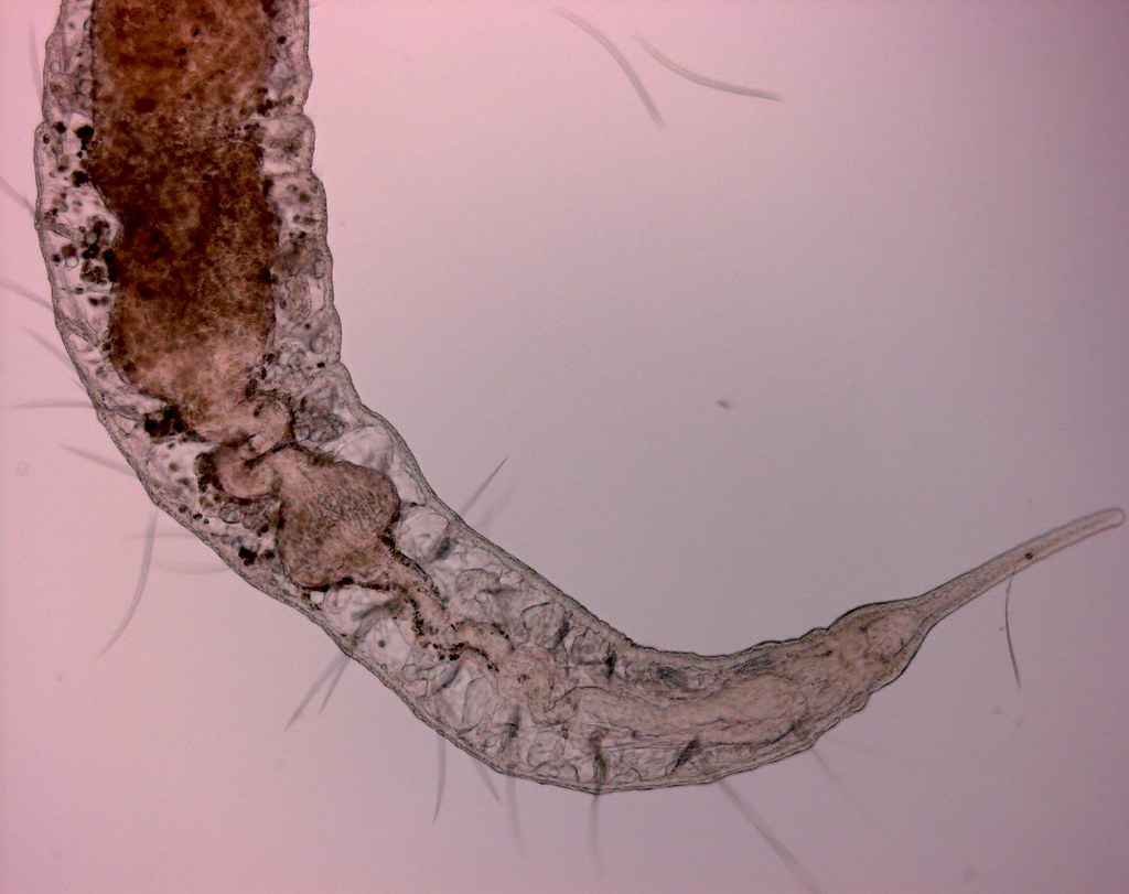 tapeworm
