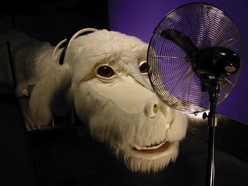 Falcor from Neverending Story