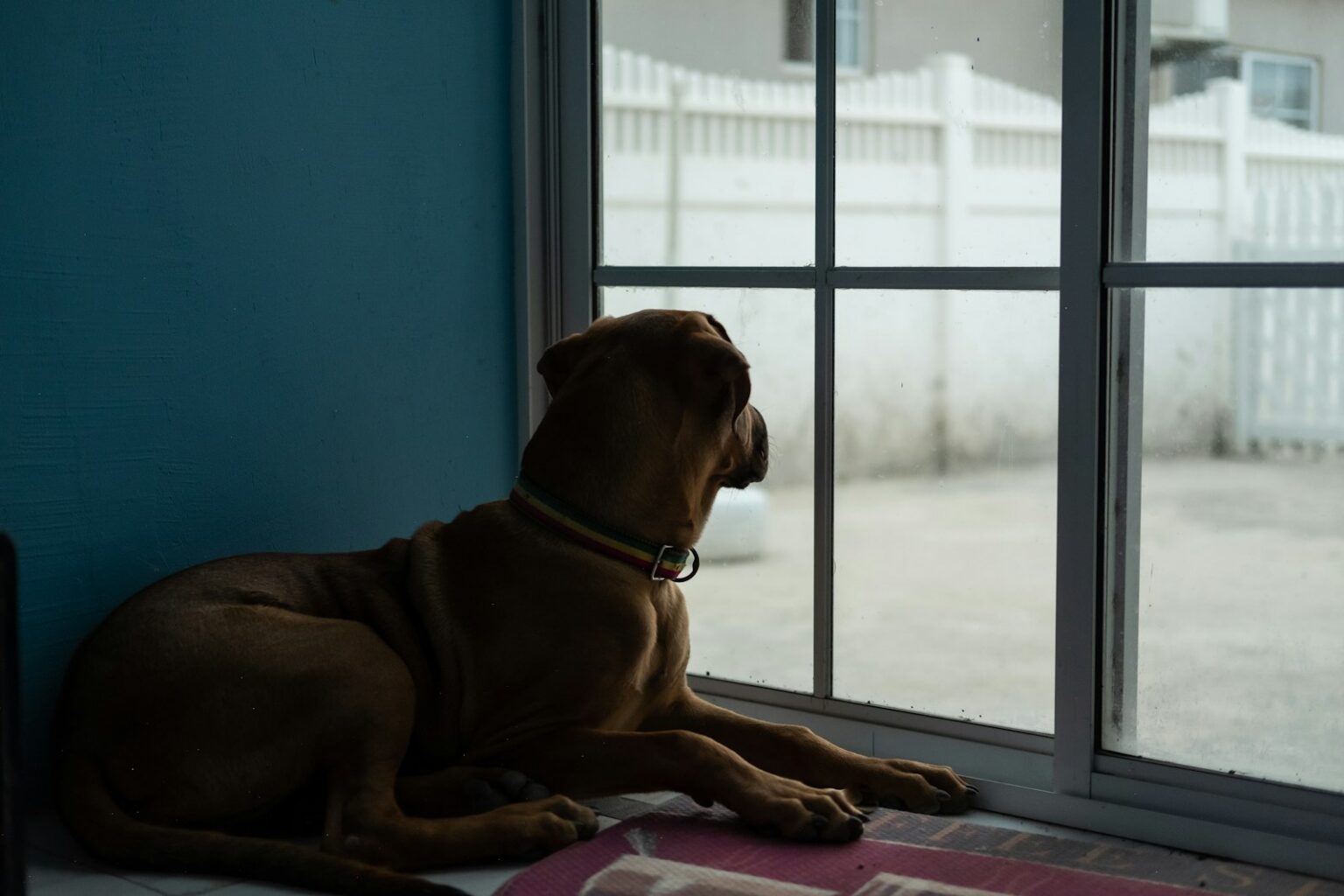 10 Dog Breeds Known for Protective Instincts - Resource Buzz