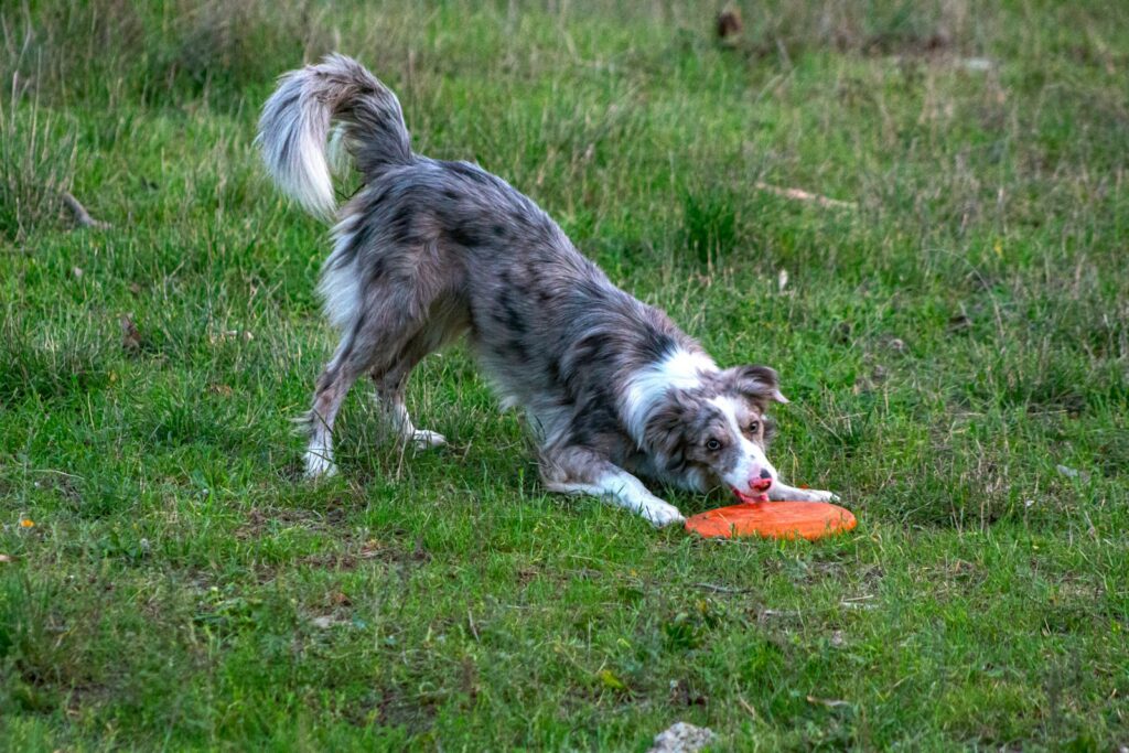 A dog playing with an orange frisbee on grass