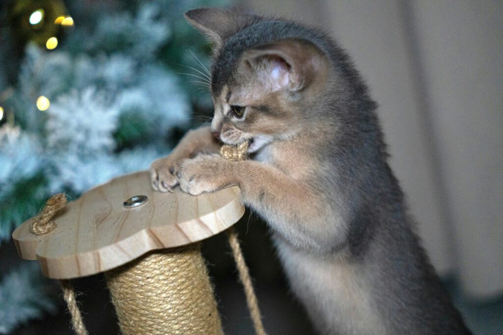 A kitten plays with a scratching post near a tree.