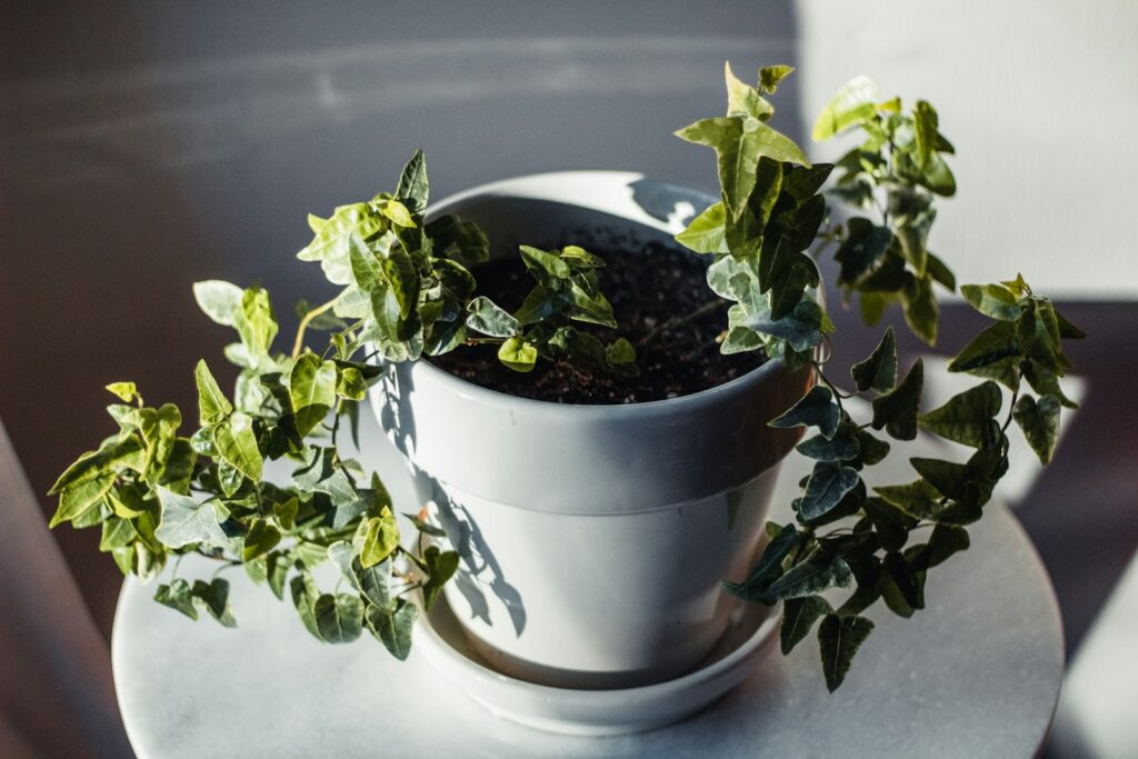 a potted plant sitting on top of a table