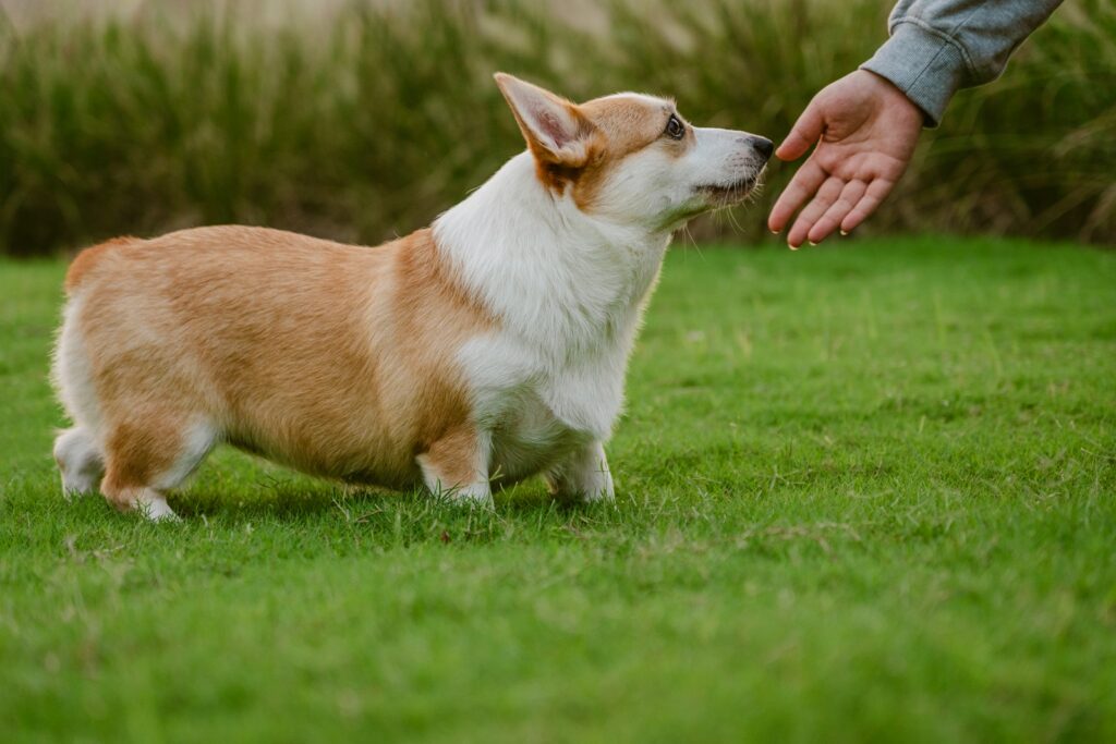 A corgi dog reaches for a human hand on grass.