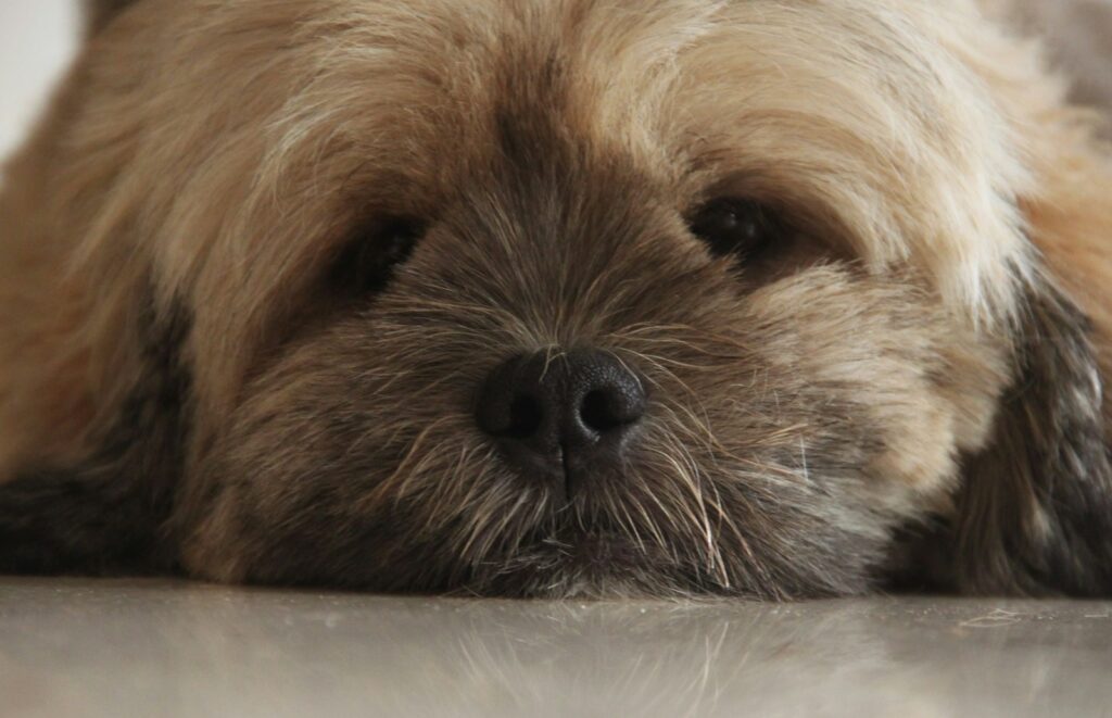 A close-up of a fluffy dog's face