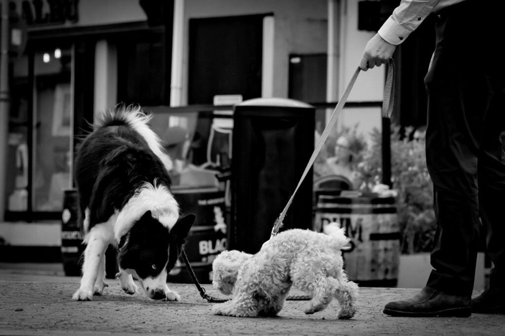 Two dogs on leashes with a person walking.