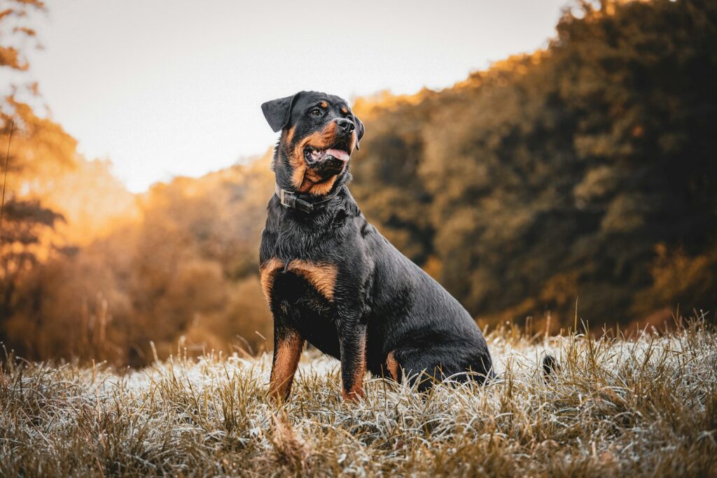a dog standing in a field