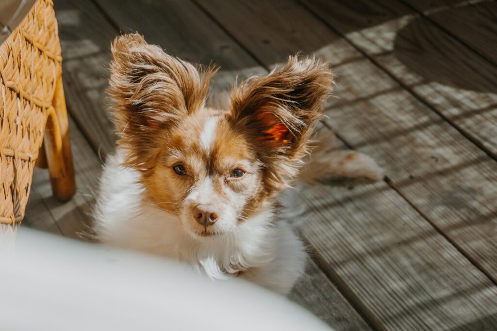 A small dog with large ears on a wooden deck.