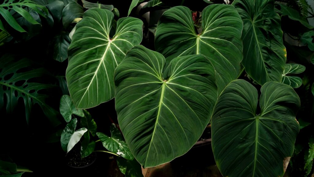 Large green leaves with white veins are shown.