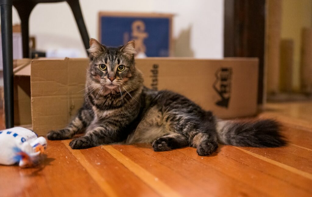 A tabby cat sits on a wooden floor with toys.