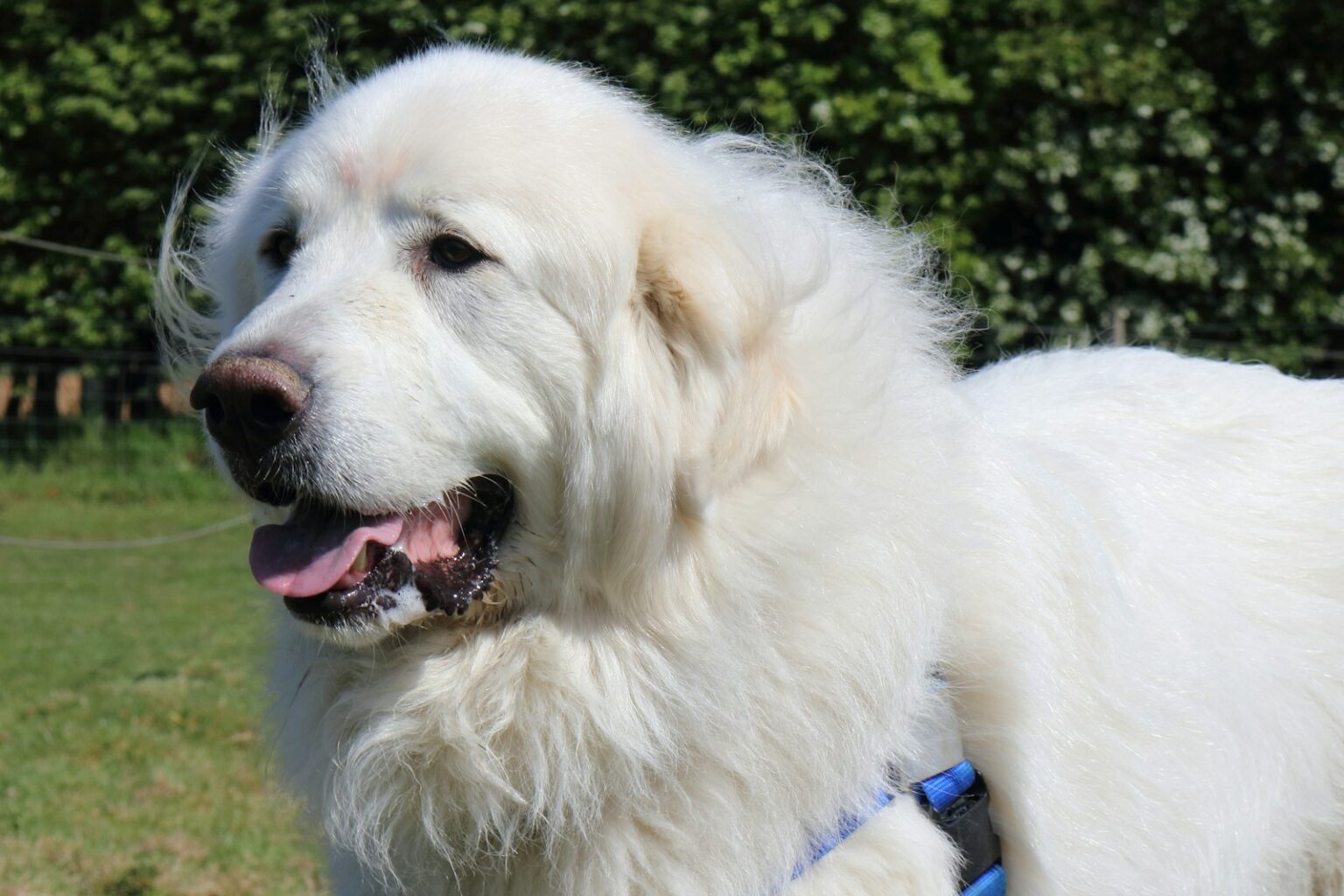 10 Dog Breeds Known for Protective Instincts - Resource Buzz
