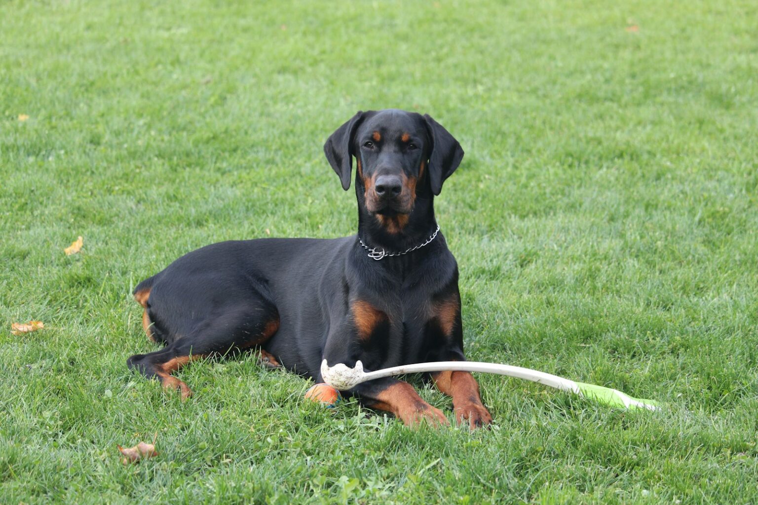 10 Dog Breeds Known for Protective Instincts - Resource Buzz