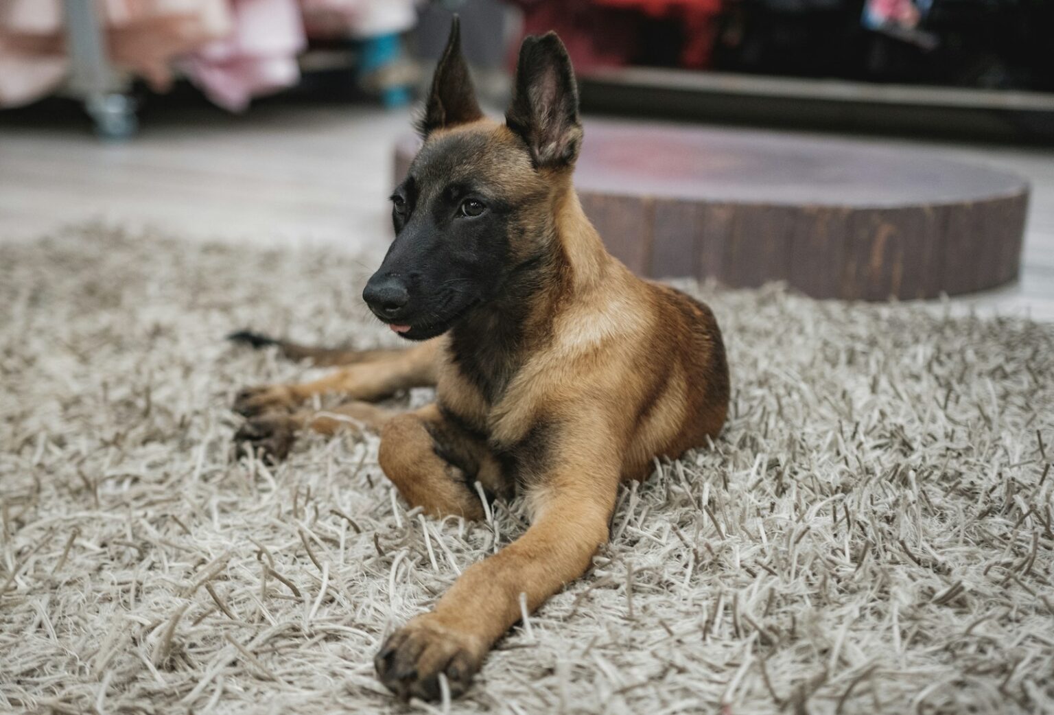 10 Dog Breeds Known for Protective Instincts - Resource Buzz