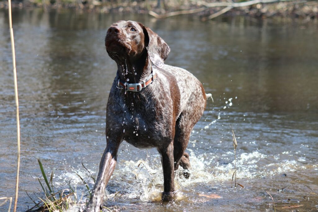 a dog standing in water