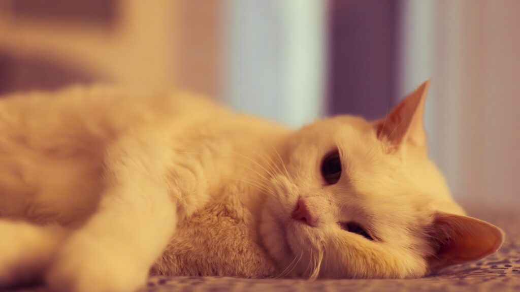A white cat rests on a textured surface.
