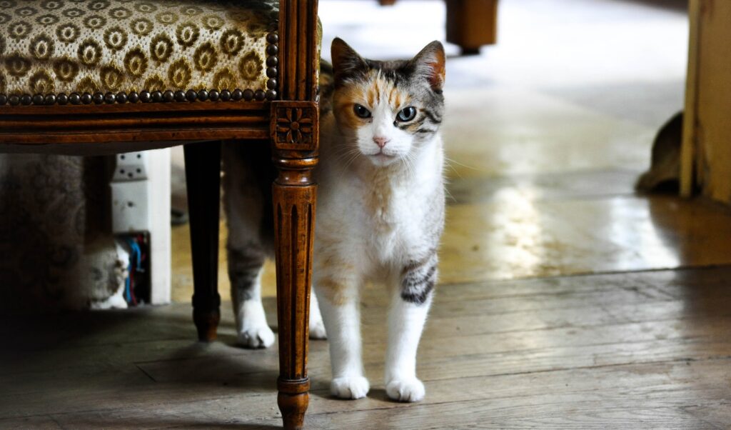 white and brown cat on brown wooden floor