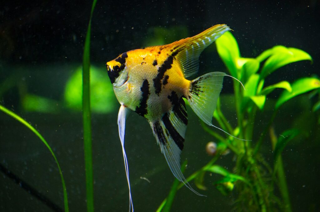 a yellow and black fish in an aquarium