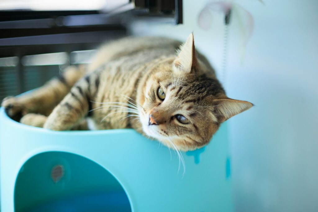 A cat laying on top of a blue cat bed