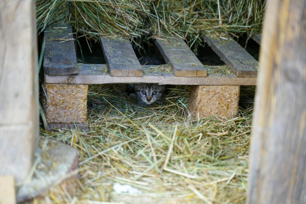 A curious kitten peeks from beneath a wooden pallet surrounded by hay outdoors.
