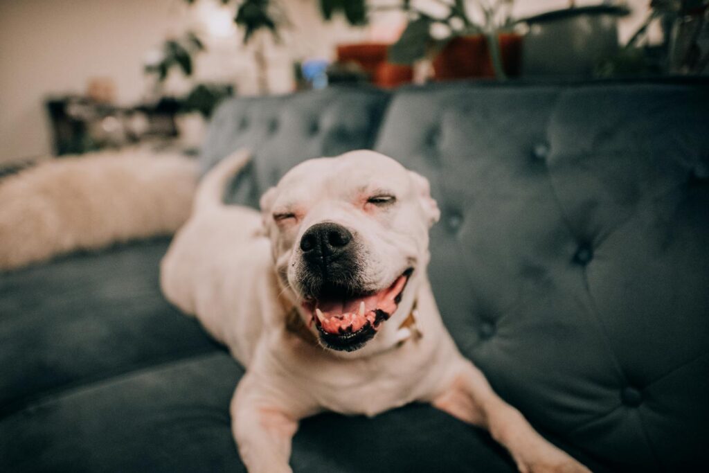 Adorable dog lounging on a couch with a joyful expression indoors.