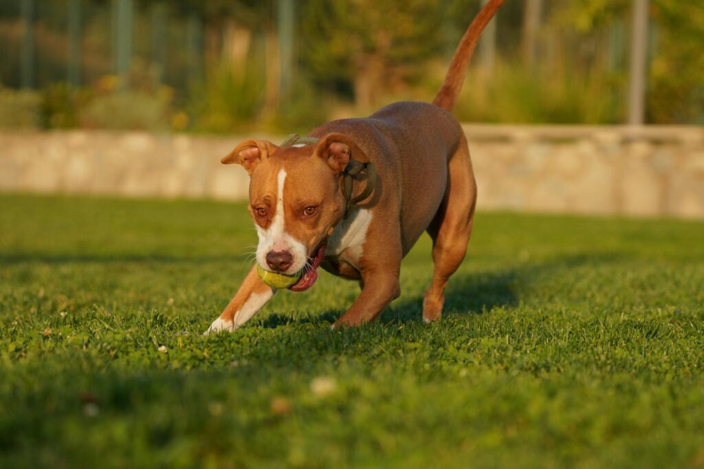 A lively Pit Bull Terrier plays fetch with a tennis ball in a sunlit garden.
