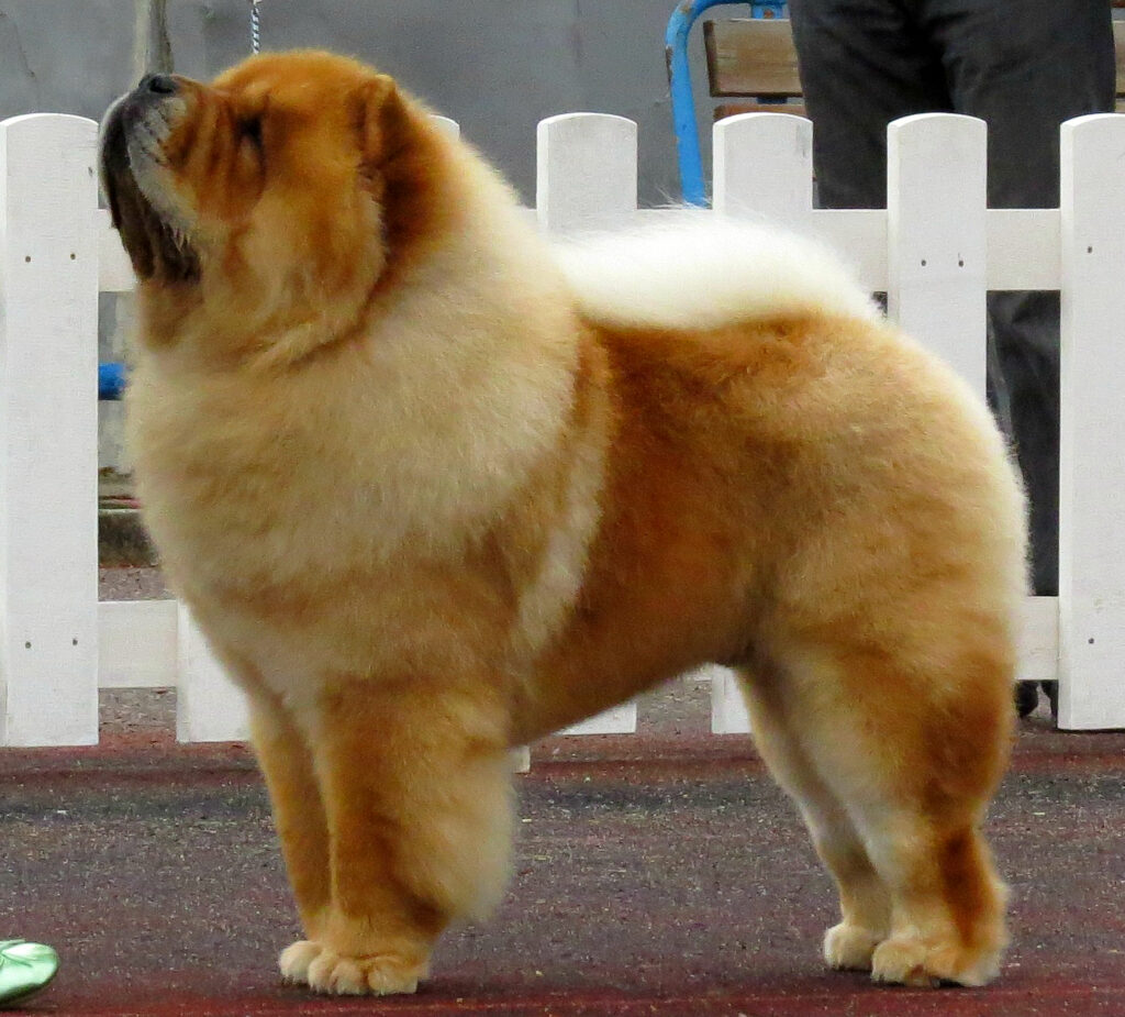 Chow chow