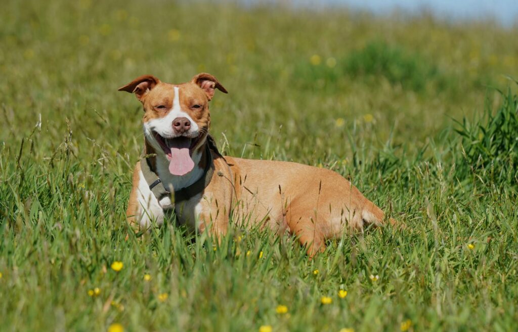 Smiling pit bull dog laying in a grassy field on a sunny day, enjoying the outdoors.