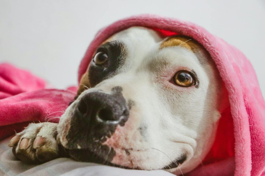 Cute American Pit Bull Terrier puppy wrapped in a soft pink blanket, looking cozy and warm.
