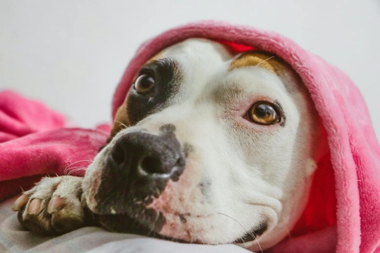 Cute American Pit Bull Terrier puppy wrapped in a soft pink blanket, looking cozy and warm.