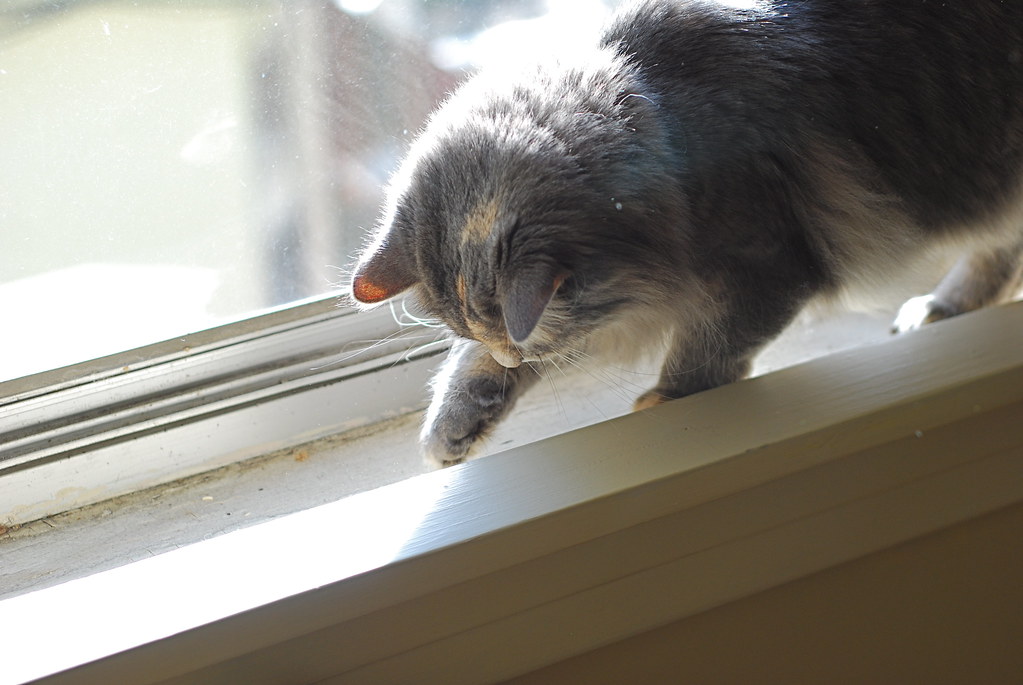 cat and bug