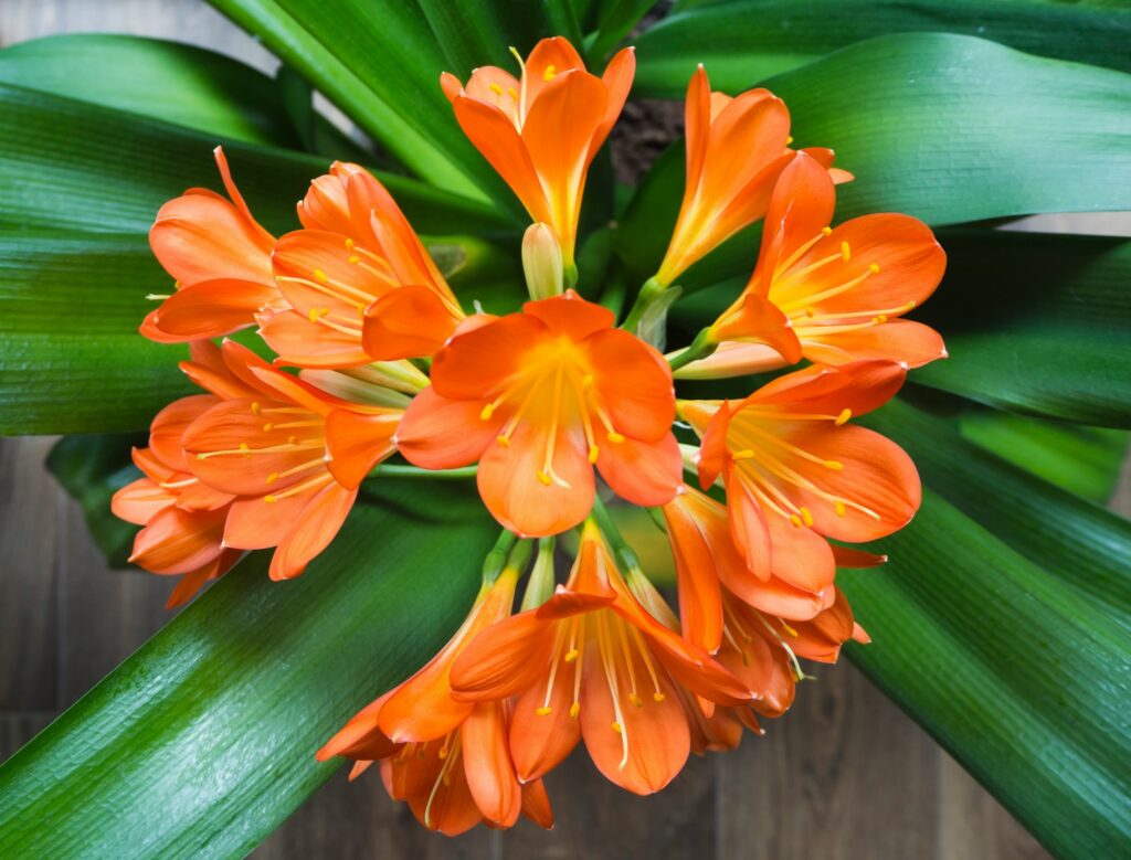 orange flower on green leaves