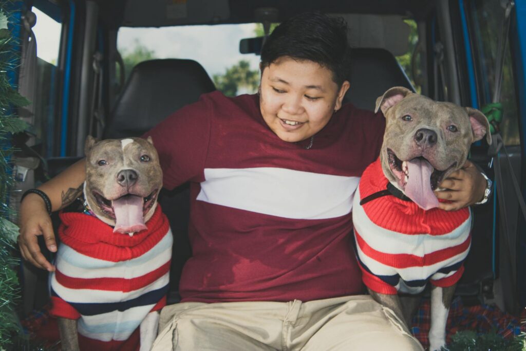 A joyful scene of a person with two pit bulls in colorful sweaters inside a car.
