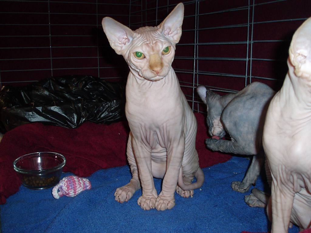sphynx cat
