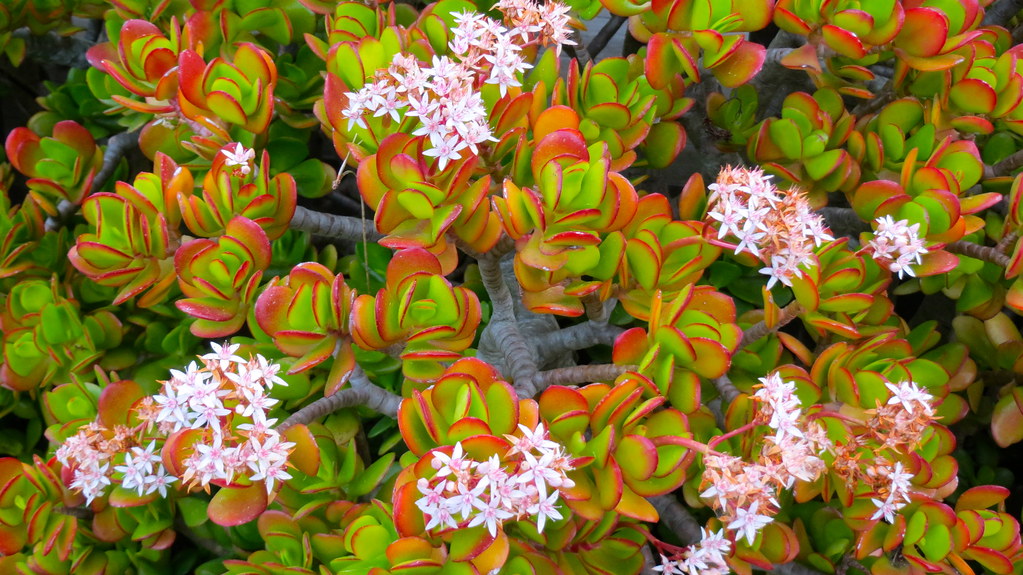 jade plant
