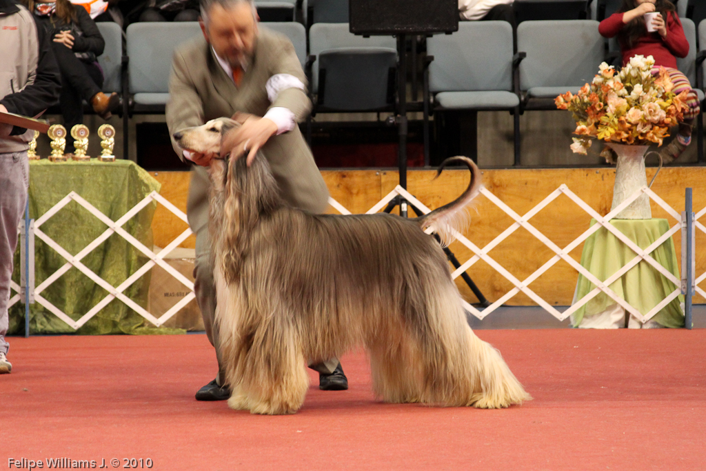 Afghan Hound