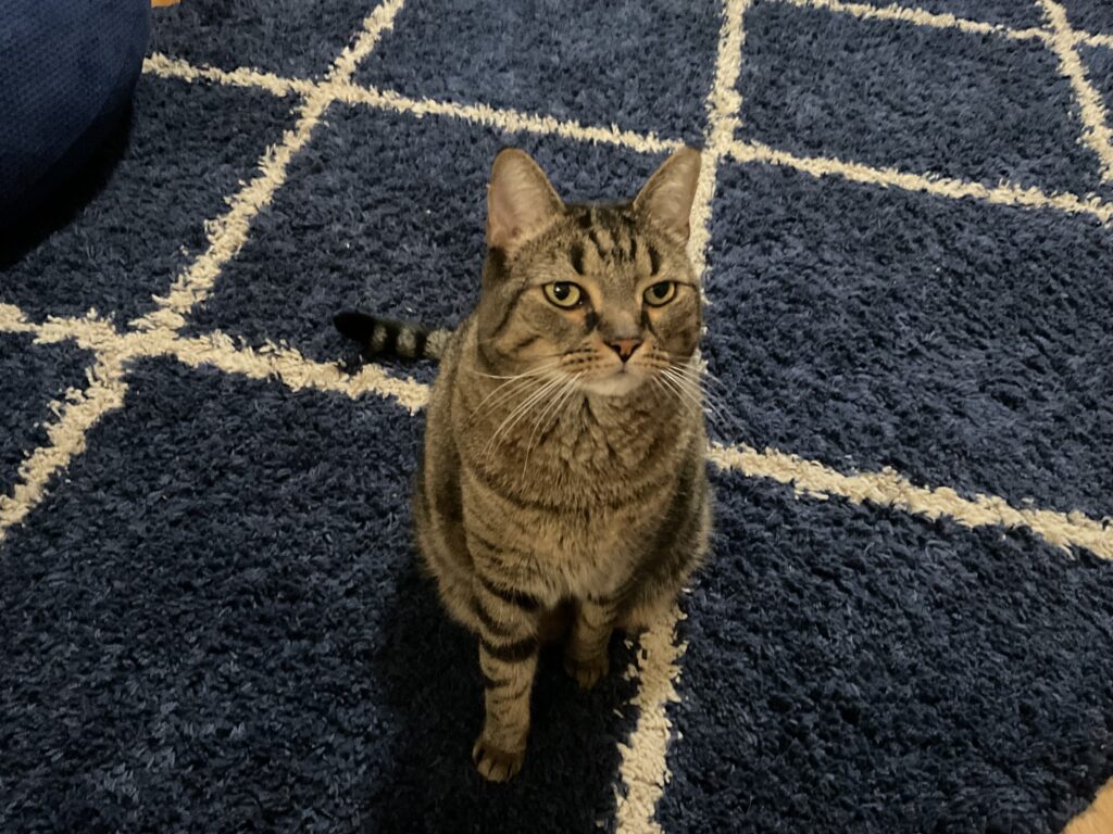 american shorthair