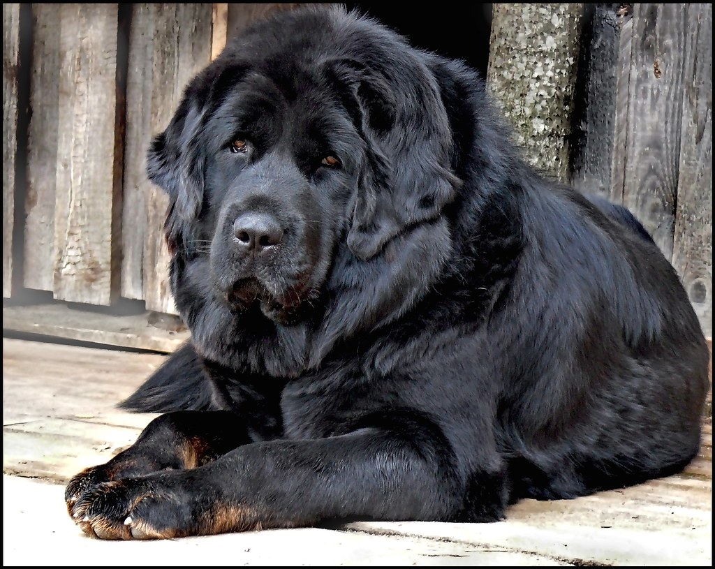 Tibetan Mastiff