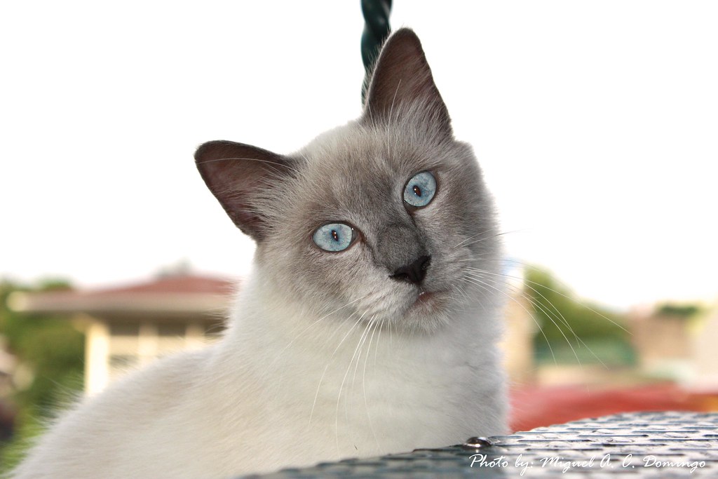 birman