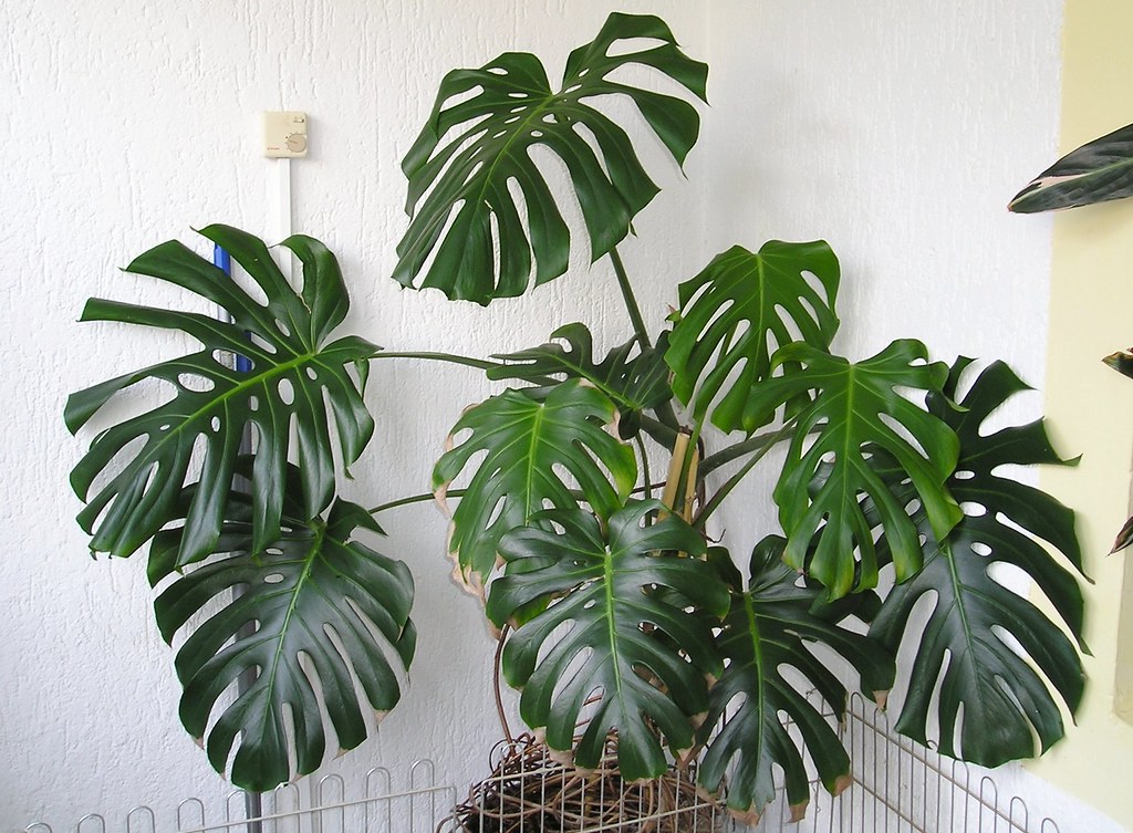 monstera